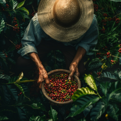 Costa Rica Kahvesi Nedir, Özellikleri Nelerdir?
