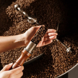 Hangi Kahve Kaç Derecede Kavrulur?